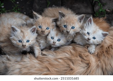 Five dirty fluffy kittens with mesmerizing blue eyes are snuggled up together on a soft furry mother cat, creating a heartwarming scene of pure innocence and companionship. Stray cats concept - Powered by Shutterstock