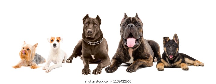 Five Dogs Different Breeds Lying Together Stock Photo 1132422668 ...
