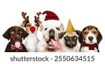 Five dogs in festive costumes: a bulldog in a Santa hat, a pug with a party hat, and others with reindeer antlers and red noses. Cute holiday dogs in costumes. Holiday animal border isolated on white.