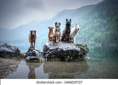 Five dogs are sitting on a rock in beautiful scenery. Friendship between dogs. Obedient dogs of different breeds. - Shutterstock ID 1446019727