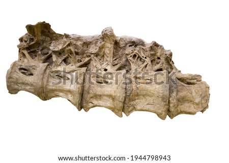 The five dorsal vertebrae of a sauropod are isolated on a white background. Paleontology Late Cretaceous fossil animals.