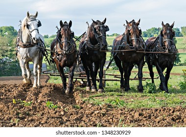  Five Draft Horses In Amish Country Ohio. They Are Pulling A Plow.