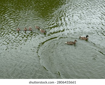 Five ducklings, probably siblings, and two larger ducks, probably their parents, splash and swim on Huntersville Lake. NC 2026