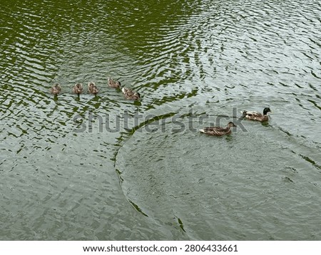 Five ducklings, probably siblings, and two larger ducks, probably their parents, splash and swim on Huntersville Lake. NC 2026