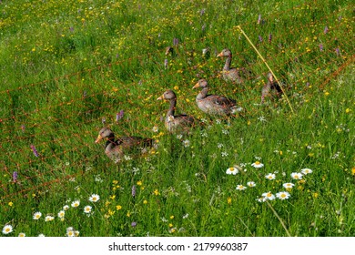 Five Ducks, Geese On The Flowered Meadow In The Alps Of Austria. Alpine Pasture With Many Daisies And Other Flowers. Behind A Fence, In An Enclosure, The Geese Are Looking For Their Food 