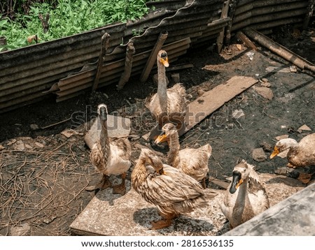 Five Ducks Standing Inside Farm Enclosure