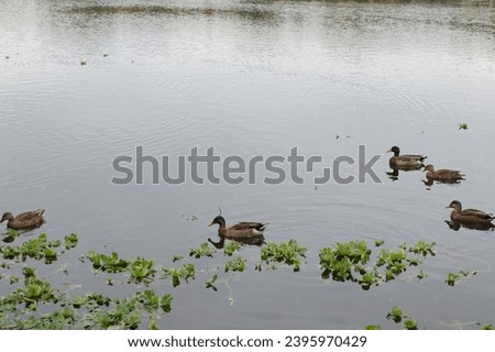 Five ducks swimming to the left on calm water with reflections and green grass. 