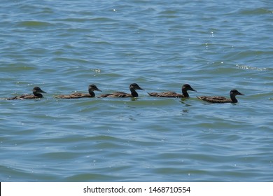 Five Ducks Swimming In A Row.