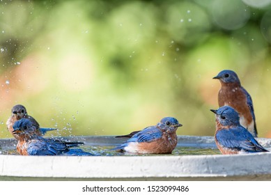 Five Eastern Bluebirds Cooling Off In Bird Bath On A Hot Summer Day In Louisiana