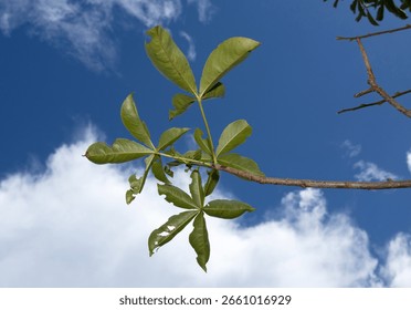 The five fingered leaf of the Baobab is reflected in its scientific name, digitata. The Baobab comes into leaf during the end of the dry season and is dropped earlier than most other trees of the bush