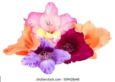 Five Flower Buds Of Gladiolus Red, Burgundy, Yellow, Purple, Pink And Peach Color, Isolated On White Background