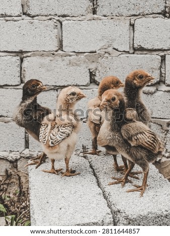 Five fluffy young chicks standing together against grey concrete block wall.