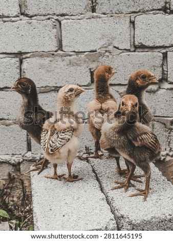 Five fluffy young chicks standing together against grey concrete block wall.
