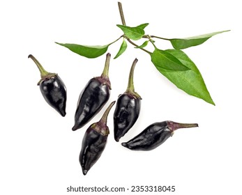 Five fresh black Hungarian hot peppers and green leaves on white background