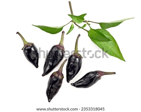 Five fresh black Hungarian hot peppers and green leaves on white background