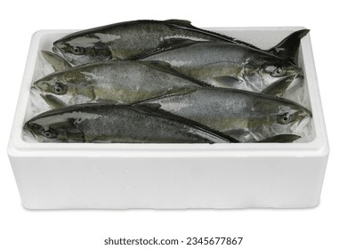 Five fresh yellowtails in polystyrene box. Product photo of freshly caught fish.