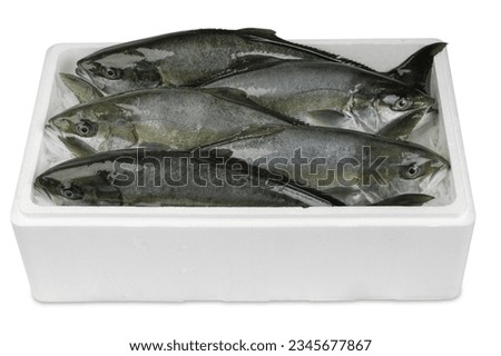 Five fresh yellowtails in polystyrene box. Product photo of freshly caught fish.