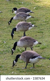 Five geese in a row