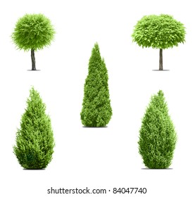 Five Green Trees Isolated On White Stock Photo 84047740 | Shutterstock