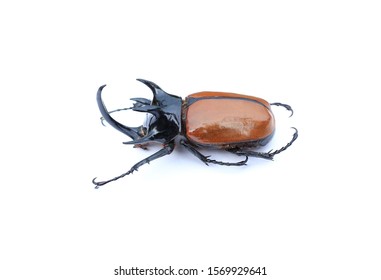 749 5 Horned Rhinoceros Beetle Images, Stock Photos & Vectors ...