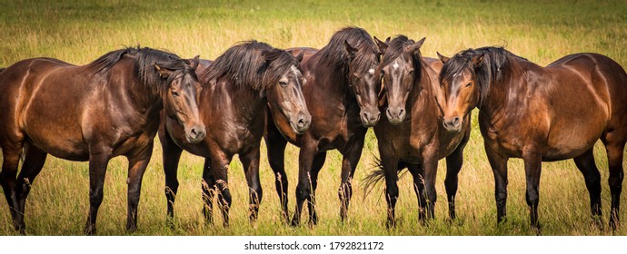 Five Horses Posing Together, A Perfect For Animal Magazine Cover Page