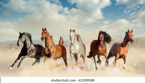 five horses run free in preries