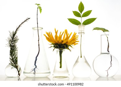 Flower Flask Images Stock Photos Vectors Shutterstock