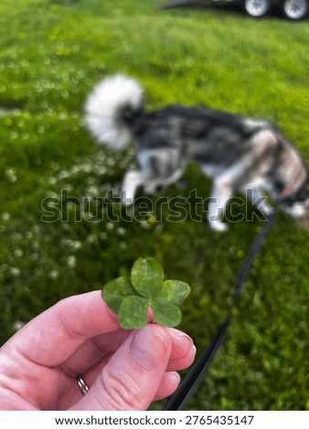 Five leaf clover for good luck