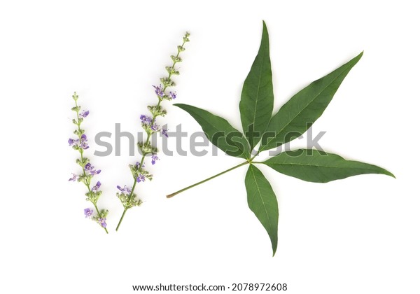 Five Leaved Chaste Tree Vitex Negundo Stock Photo 2078972608 Shutterstock