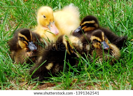 Similar – Image, Stock Photo Baby Muscovy ducklings Cairina moschata