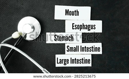 The five main parts of the digestive system are the mouth, esophagus, stomach, small intestine, and large intestine word. These organs form a continuous tube that breaks down food, absorbs nutrients, and removes waste.