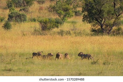 Five Male Lions Fighting For Territory, Pilanesberg National Park, South Africa.