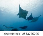 Five Manta ray Dancing in clear blue water