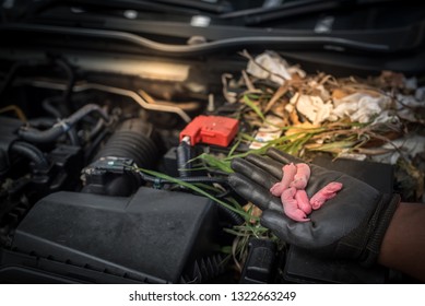 Five Mice On Hand, Car Mechanic, Newborn Baby Mouse Or Babies Rats In Nest,made From Garbage Scrap.Mice Are Carriers Of Various Diseases,such As Disease,Leptospirosis,Leptospira,bacteria,Hantavirus