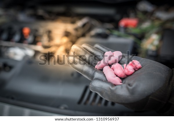 Five\
mice on hand, car mechanic, newborn baby mouse or babies rats in\
nest,made from Garbage scrap.Mice are carriers of various\
diseases,such as\
disease,Leptospirosis,Leptospira,bacteria,Hantavirus