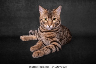 Five month old Bengal Tabby cross breed kitten against a balck background with creative white space around for words and titles - Powered by Shutterstock