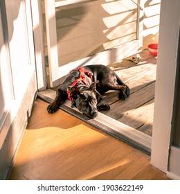 A five month old puppy with black fur in a red harness lounges in a doorway. Pit Bull, German Shepherd, Boxer, Bulldog, Siberian Husky, Rottweiler Mix. - Powered by Shutterstock