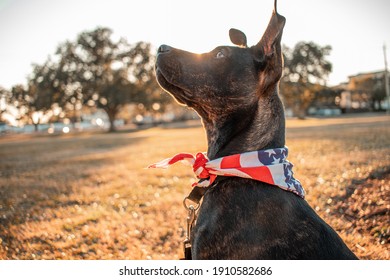 A five month-old puppy with black fur and an American flag bandana looks to the left, backlit by sun creating lens flare. Pit Bull, German Shepherd, Boxer, Bulldog, Siberian Husky, Rottweiler Mix.