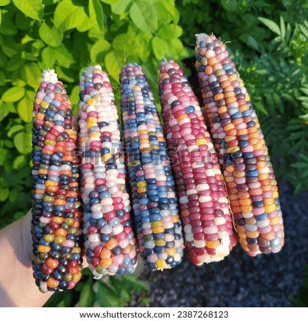 five multicoloured glass gem corn cobs