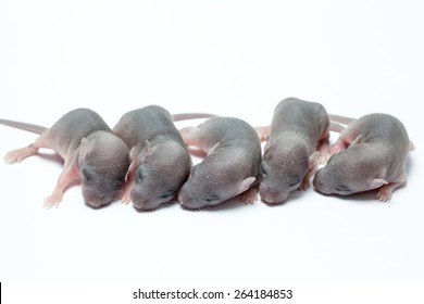 Five New Born Baby Of An Mouse On White