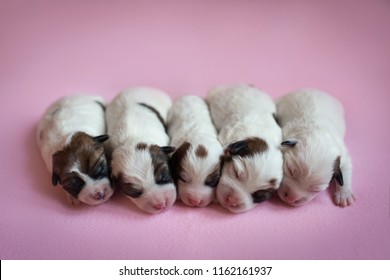 Puppies new baby Newborn Puppy
