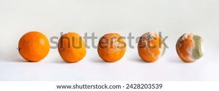 Five oranges in various stages of decomposition. Isolated on white.
Moldy fruit.