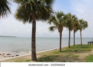 Five palm trees with grass below, sky and clouds above, and the ocean in the background.