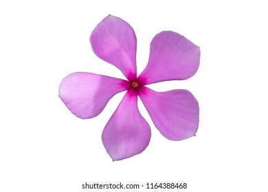 five petals pink flower , Cayenne jasmine isolated on white 