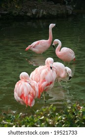 Five Pink Flamingos In Pond, Seaworld, Orlando, Florida