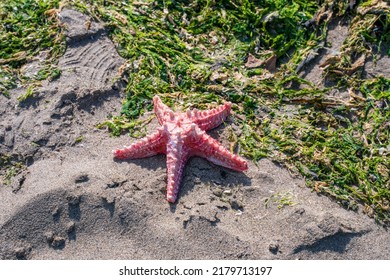 Five Point Pink Red Sea Star Fish Shell On A Damp  Sand Beach With Sea Weed