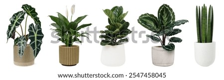 Five potted plants in ceramic pots. Various leafy plants, green foliage, and decorative pots. Indoor plants, ceramic pots, green leaves, and houseplants.  Houseplants isolated on white background.
