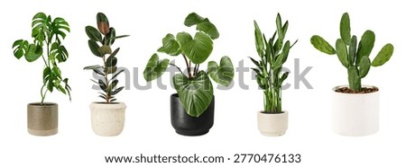 Five potted plants in various ceramic pots, featuring diverse foliage including monstera, rubber plant, and cactus, against a white background.