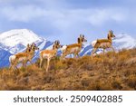 Five pronghorn bucks in profile climbing a high desert hilltop in the early morning spring light with a background of the snow covered Colorado Rocky Mountain Peaks.
