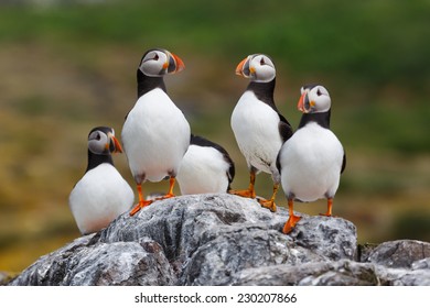 five puffins on a rock